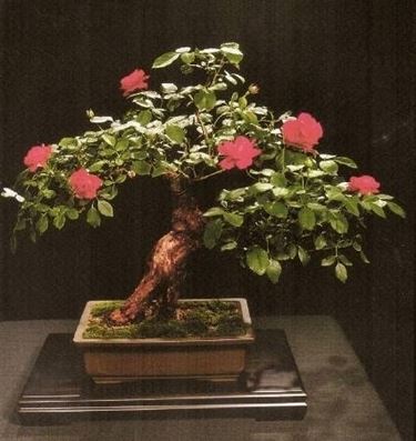 bonsai rose