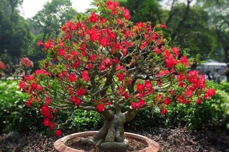 bonsai rose