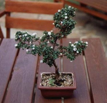 bonsai serissa