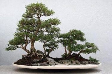 bonsai serissa