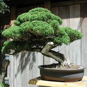 bonsai