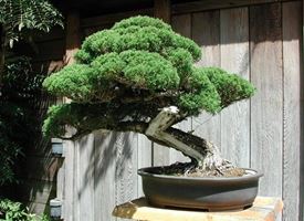 coltivare bonsai