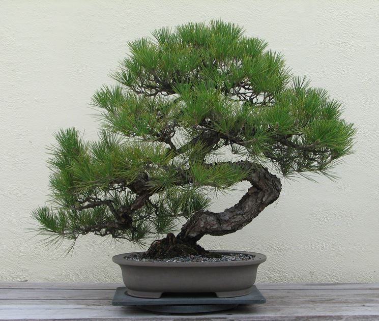 bonsai