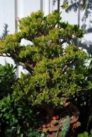 Crassula bonsai