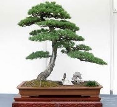 bonsai