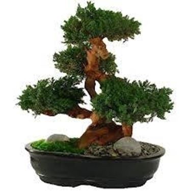 bonsai