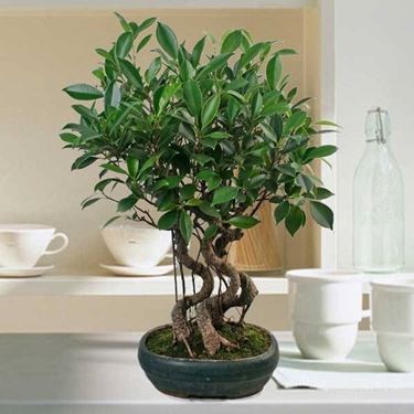 ficus bonsai