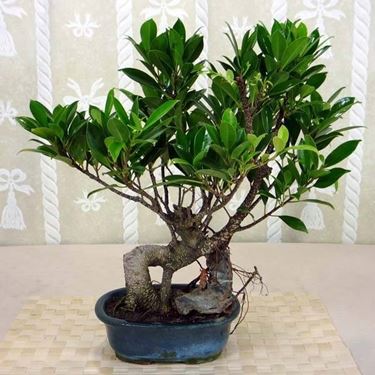 ficus bonsai