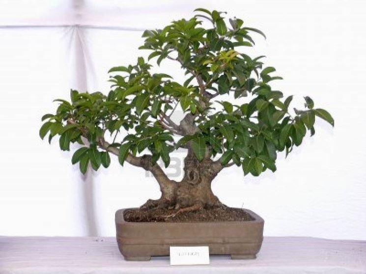 ficus bonsai