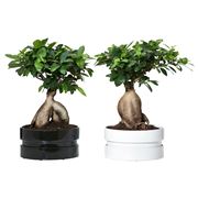 cura del bonsai