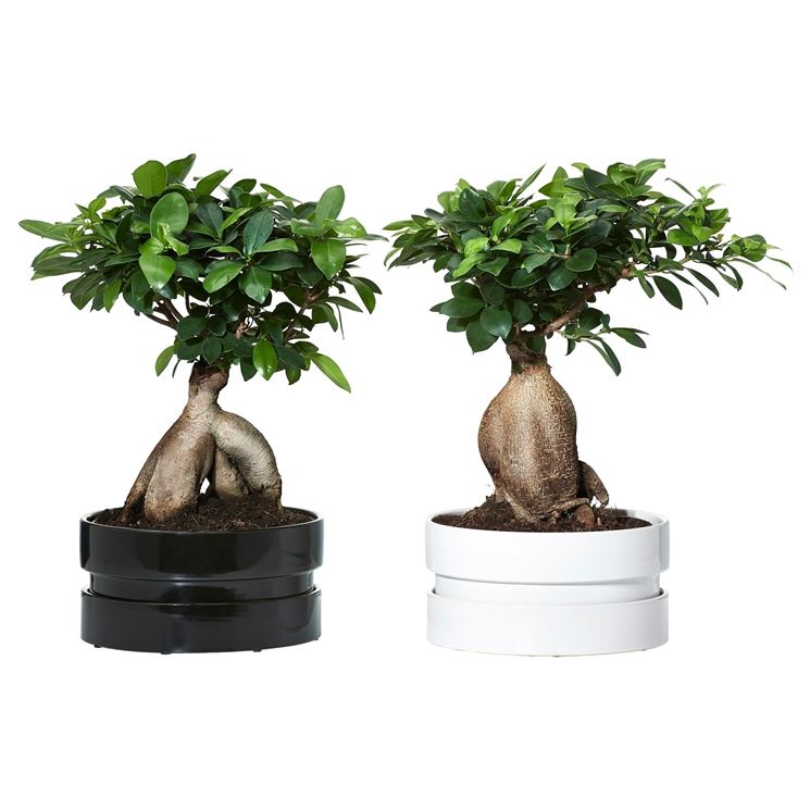 ficus ginseng