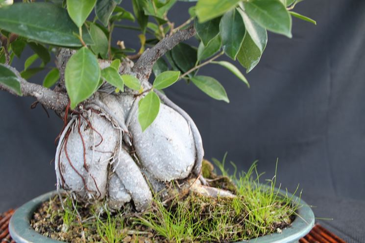 ficus ginseng