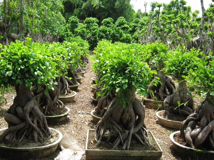 Bonsai Ginseng esemplare - Casa delle Piante