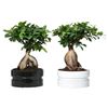 ficus ginseng