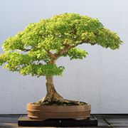 bonsai significato