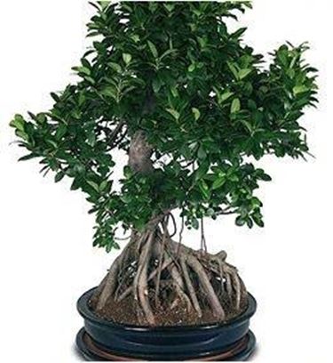 ficus retusa