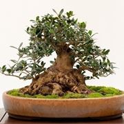 olivo bonsai