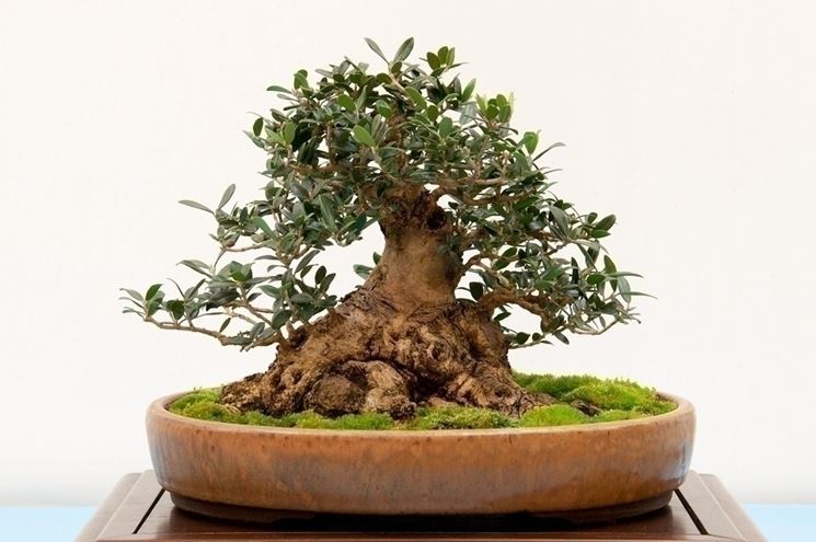 olivo bonsai