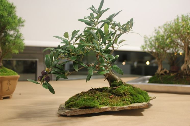 esemplare olivo bonsai