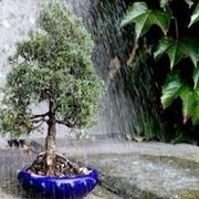 innaffiare bonsai