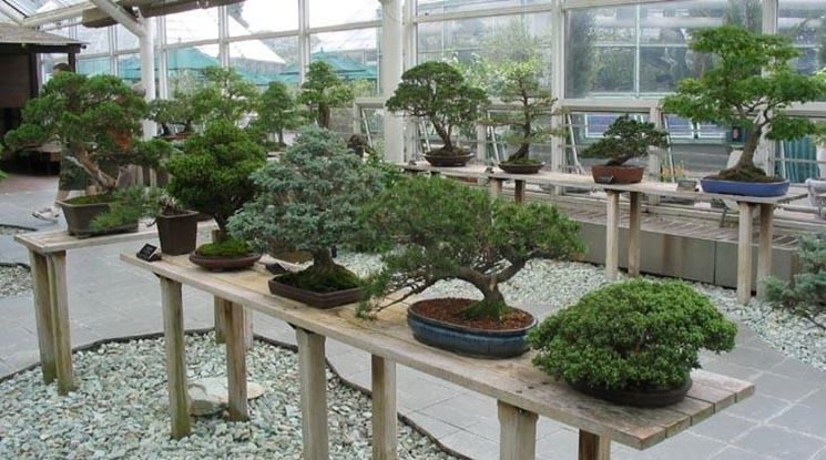 bonsai