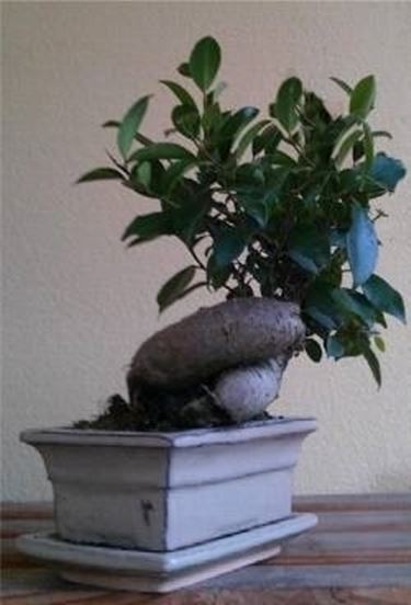 bonsai