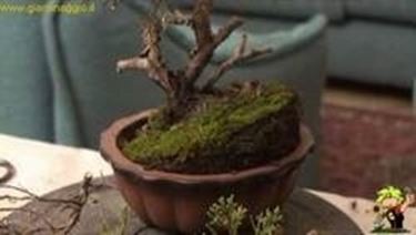 potatura bonsai