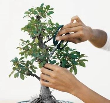 potatura bonsai