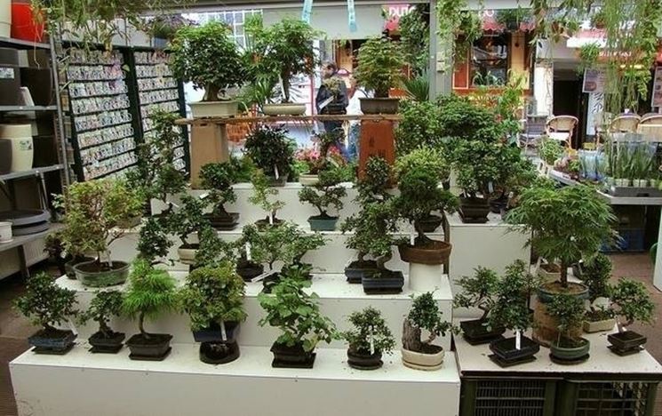 bonsai