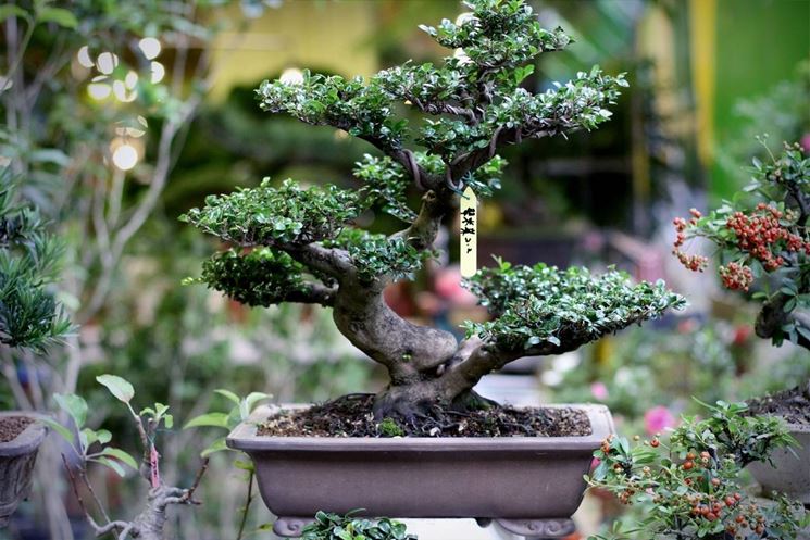 bonsai