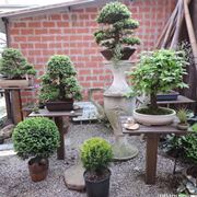 mercatino bonsai