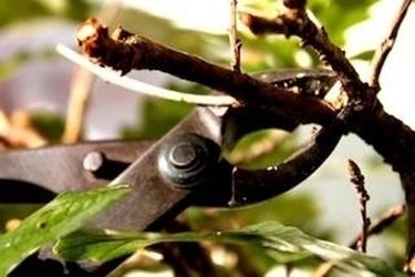 potatura ficus bonsai