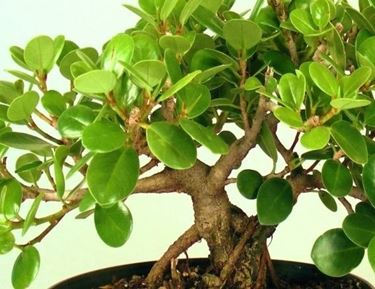 ficus bonsai