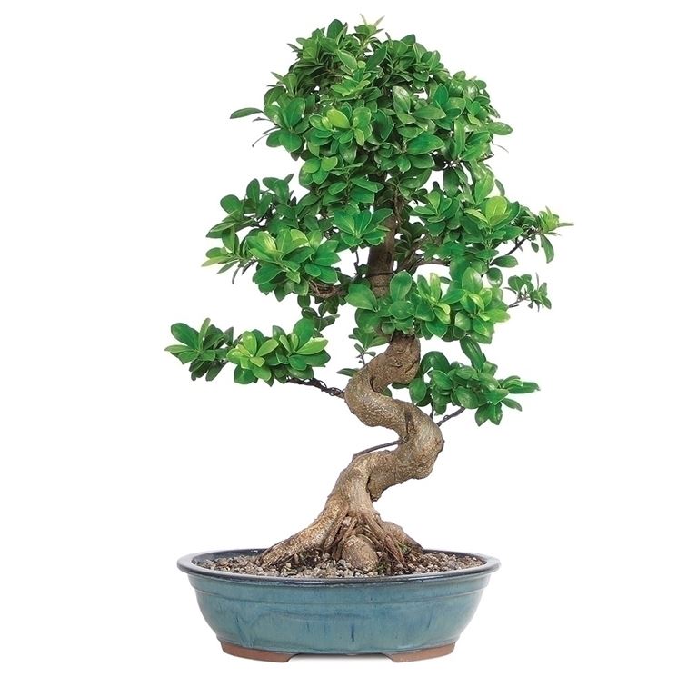 ficus bonsai