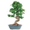 ficus bonsai