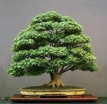 prezzi bonsai - Schede Bonsai - costo bonsai