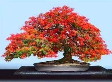 Prezzi Bonsai Schede Bonsai Costo Bonsai