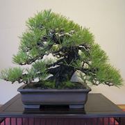 bonsai prezzi