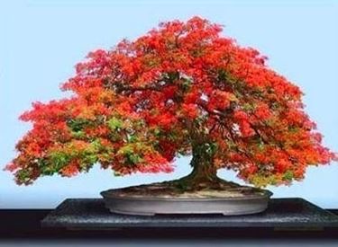 bonsai