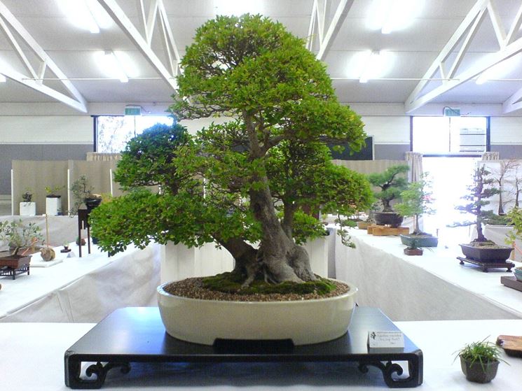 bonsai