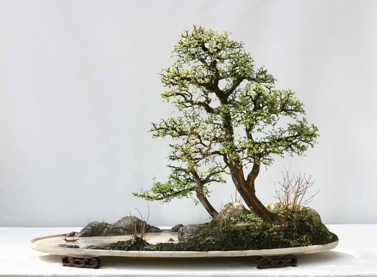 bonsai