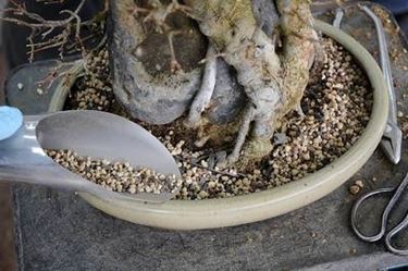 Terriccio bonsai 