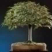 bonsai scopa