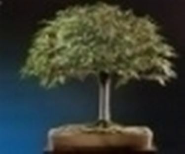 bonsai scopa