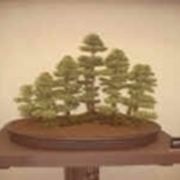 bonsai zattera