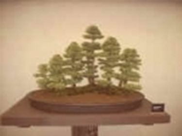 bonsai zattera