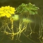 Azolla pianta