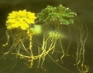 Azolla pianta