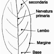 la foglia