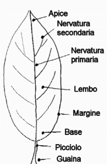 la foglia